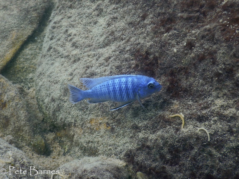 Labidochromis gigas 'Mitande Reef (Rocks)'